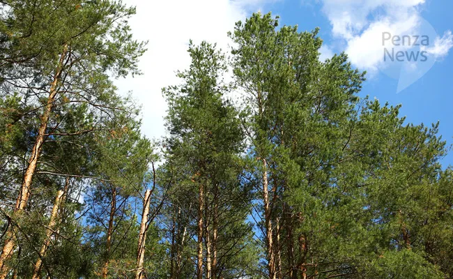 ПВО уничтожила 616 беспилотников за ночь, включая район Пензенской области