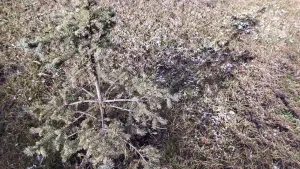 В Пензенской области 21 октября ожидается до -6 градусов