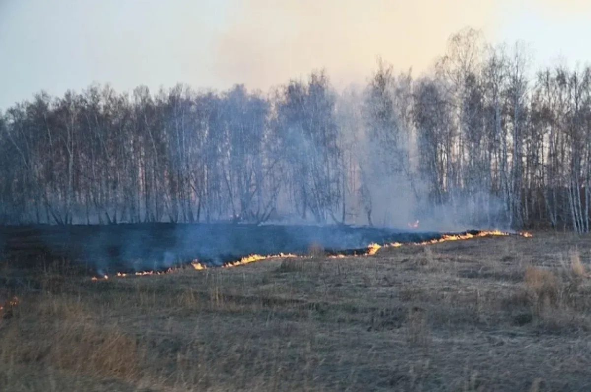 В лесах Пензенской области в 2026 году возникло три пожара