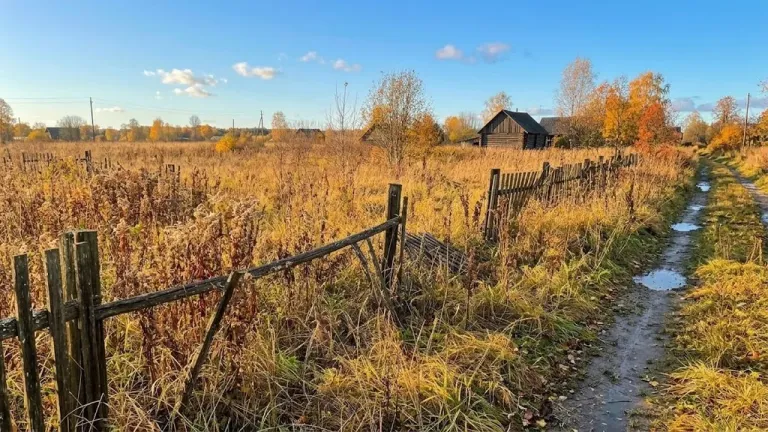 Пензенцам объяснили, как избежать штрафа за заброшенный участок